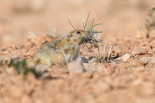 Fat Sand Rat (Psammomys obesus), adult carrying grass in its mouth in Morocco stock-image by Agami/Saverio Gatto,