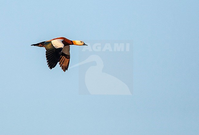 Ruddy Shelduck (Tadorna ferruginea) in flight over the island Lesbos, Greece. stock-image by Agami/Marc Guyt,