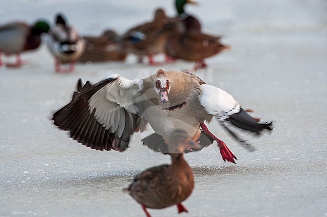 Egyptian Goose (Alopochen aegyptiaca) in the Netherlands. Aggressive in winter towards a female Mallard. stock-image by Agami/Marc Guyt,
