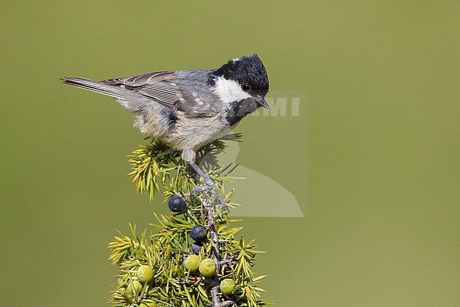 Coal Tit (Periparus ater), side view of an adult perched on a Juniper branch, Abruzzo, Italy. stock-image by Agami/Saverio Gatto,