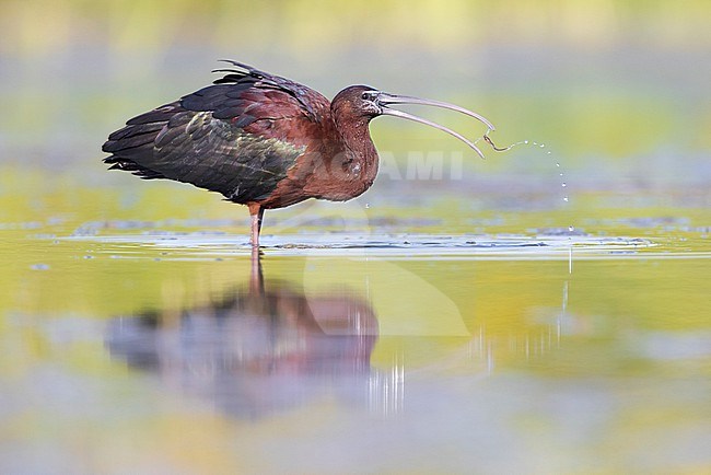 Glossy Ibis (Plegadis falcinellus), side view of an adult eating in a swamp, Campania, Italy stock-image by Agami/Saverio Gatto,