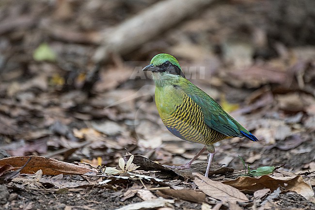 Bar-bellied pitta (Hydrornis elliotii) a stunning species of bird in the jungle of South Vietnam. stock-image by Agami/Pete Morris,