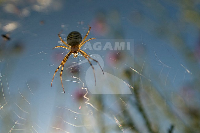 Spin in web, Spider in web stock-image by Agami/Rob de Jong,