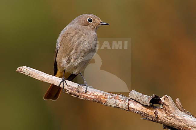 Zwarte Roodstaart zittend op takje; Black Redstart perched on a stick stock-image by Agami/Daniele Occhiato,