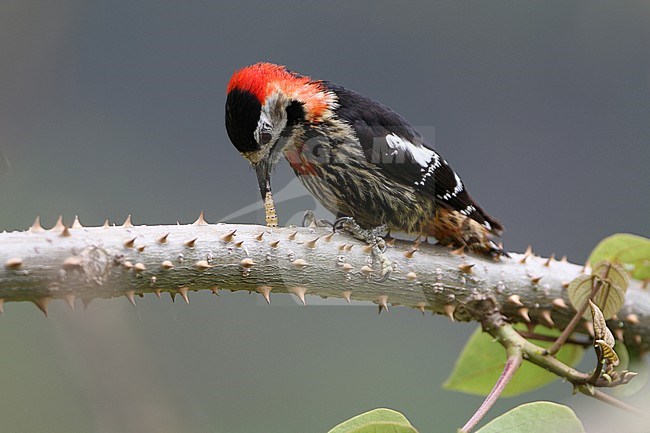 Crimson-breasted woodpecker (Dryobates cathpharius) perched on a horizontal branch in a montane forest in Bhutan. Eating a caterpillar. Also known as Crimson-naped Woodpecker. stock-image by Agami/James Eaton,