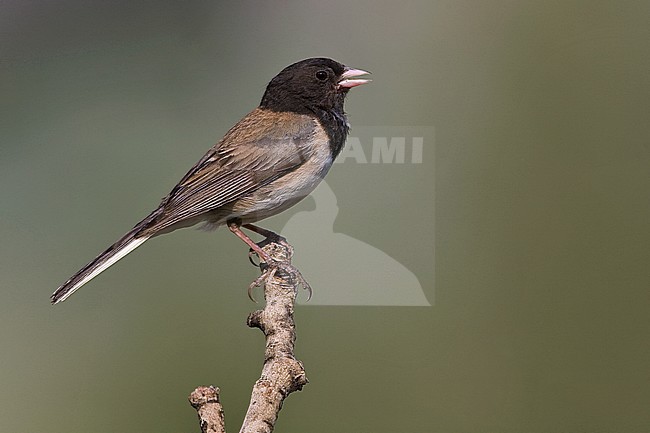 Adult male
Inyo Co., CA
June 2008 stock-image by Agami/Brian E Small,