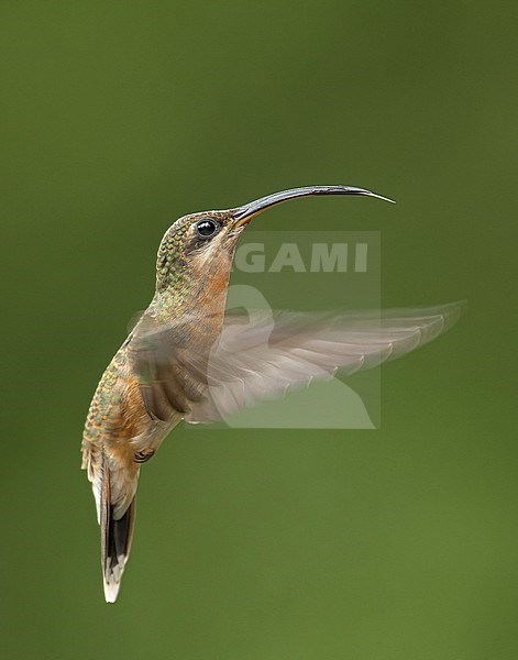 Side view of a Rufous-breasted Hermit (Glaucis hirsutus hirsutus) (subspecies) hummingbird in flight in Manu National Park, Peru, South America. stock-image by Agami/Steve Sánchez,