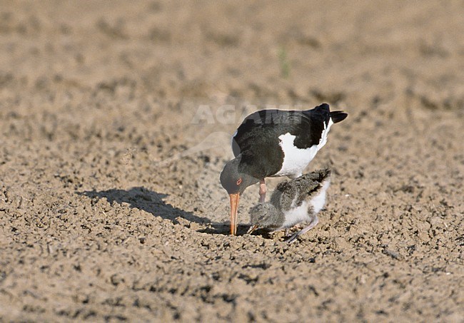 Scholekster met jong; Oystercatcher with young stock-image by Agami/Hans Gebuis,