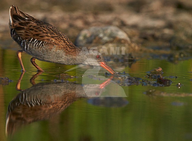 Foeragerende Waterral, Water Rail foraging stock-image by Agami/Markus Varesvuo,