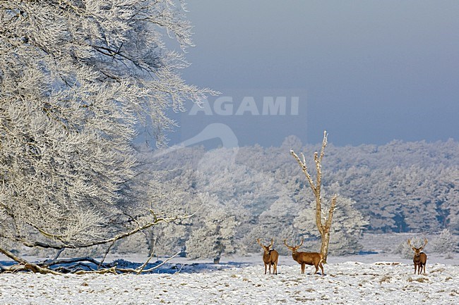 Edelhert in sneeuw; Red deer in snow stock-image by Agami/Wim Wilmers,