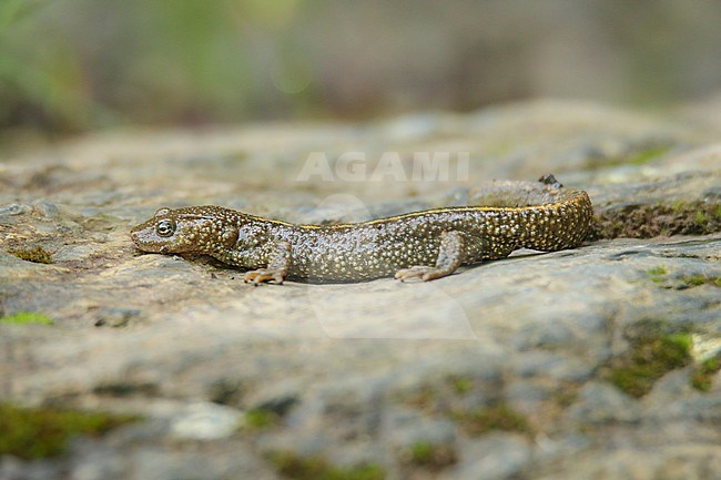 Pyrenean Brook Salamander (Calotriton asper) on a rock, with a grey and green background, in French Pyrenees. stock-image by Agami/Sylvain Reyt,