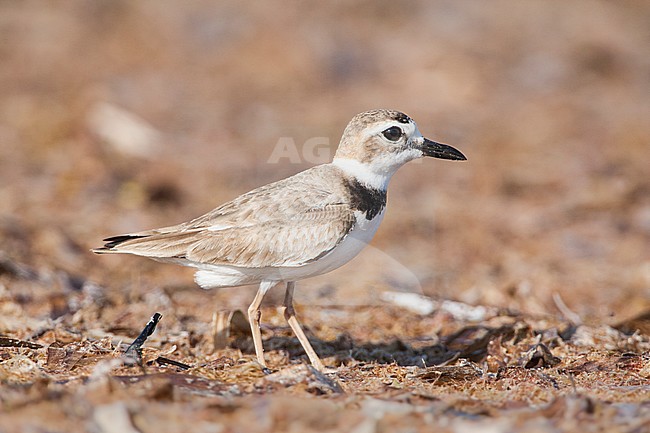 Wilson's Plover, Charadrius wilsonia stock-image by Agami/Wil Leurs,