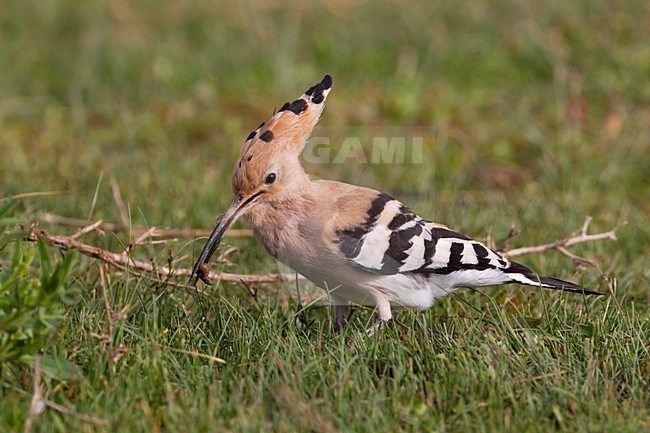 Hop foeragerend; Hoopoe foraging stock-image by Agami/Daniele Occhiato,