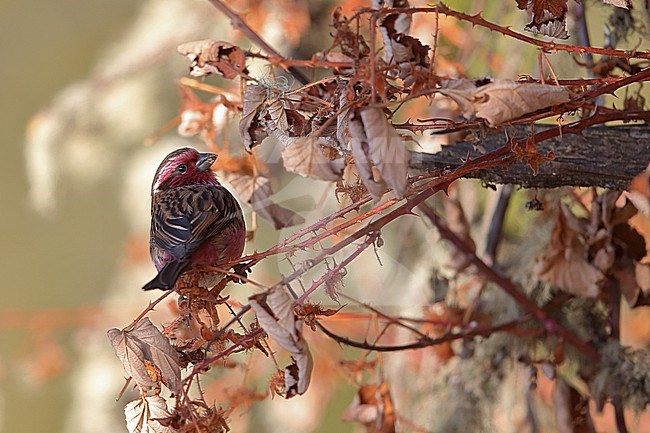 Adult male Himalayan White-browed Rosefinch (Carpodacus thura ssp. thura) in the scrubs of Himalaya Foothills in Bhutan stock-image by Agami/Mathias Putze,