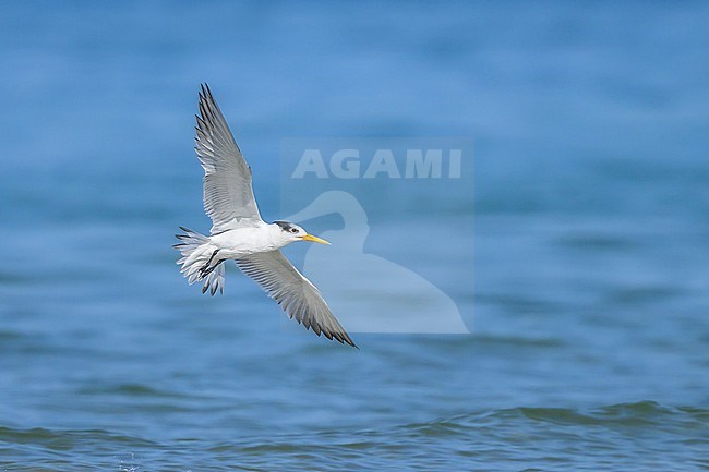 Lesser Crested Tern, Thalasseus bengalensis, in flight. stock-image by Agami/Sylvain Reyt,
