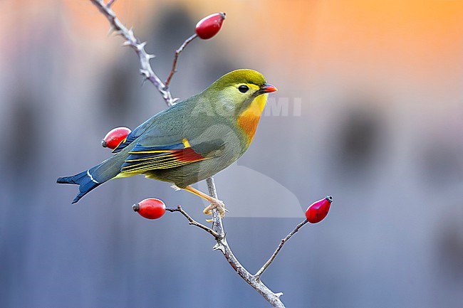 Introduced Red-billed Leiothrix (Leiothrix lutea) in Italy. stock-image by Agami/Daniele Occhiato,