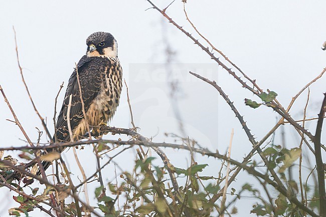 Eurasian Hobby, Falco subbuteo ssp. subbuteo, 1st calendar year, juvenile, bred in Norway stock-image by Agami/Ralph Martin,