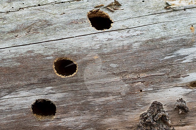 Ergates faber - Mulmbock, France (Landes), bore hole stock-image by Agami/Ralph Martin,