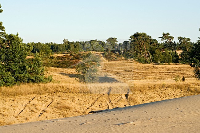 Kootwijkerzand, Kootwijk, Veluwe, Netherlands stock-image by Agami/Marc Guyt,
