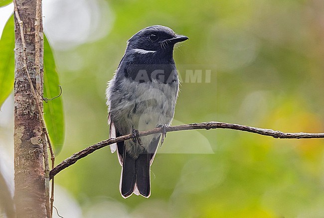 Black-throated Robin (Plesiodryas albonotata) in West Papua, Indonesia. stock-image by Agami/Pete Morris,