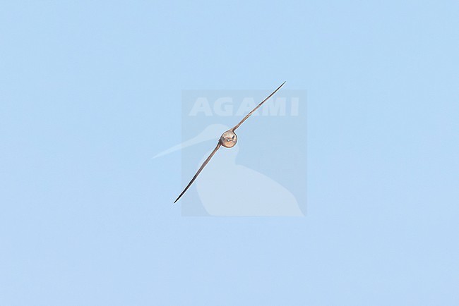 Front view of a Pallid Swift (Apus pallidus) during a migratory flight at Cap Blanc, Nouadhibou. stock-image by Agami/David Monticelli,