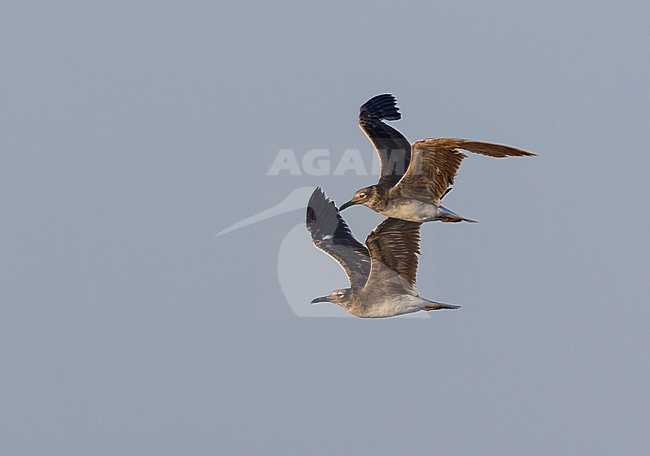 Immature White-eyed gull (Ichthyaetus leucophthalmus) in Eilat, Israel. Two gulls in flight. stock-image by Agami/Yoav Perlman,