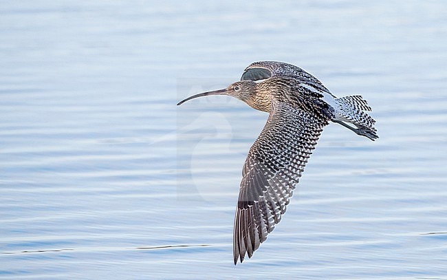 Eurasian Curlew (Numenius arquata) at the beach of Katwijk, Netherlands. In flight over the sea. stock-image by Agami/Marc Guyt,