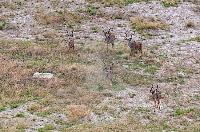 An aerial view of male kudus, Tragelaphus strepsiceros, in the savanna. Okavango Delta, Botswana. stock-image by Agami/Sergio Pitamitz,