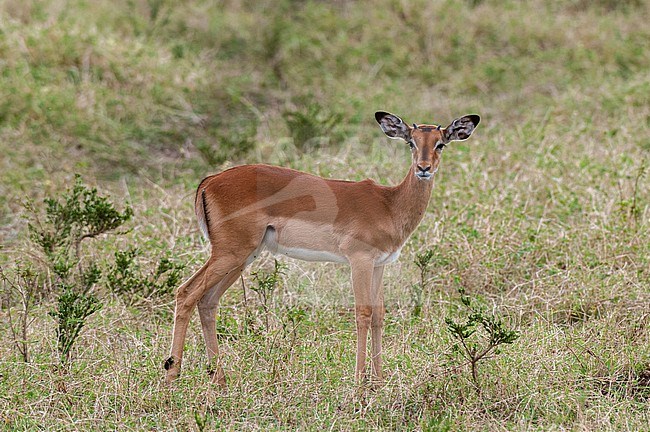 Portrait of a young male impala, Aepyceros melampus, looking at the camera. Masai Mara National Reserve, Kenya. stock-image by Agami/Sergio Pitamitz,