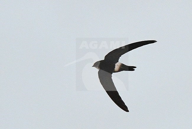 Immature Horus swift (Apus horus) at Schiermonnikoog, Netherlands. Extreme African vagrant and first record in the Western Palearctic (WP). stock-image by Agami/Laurens Steijn,
