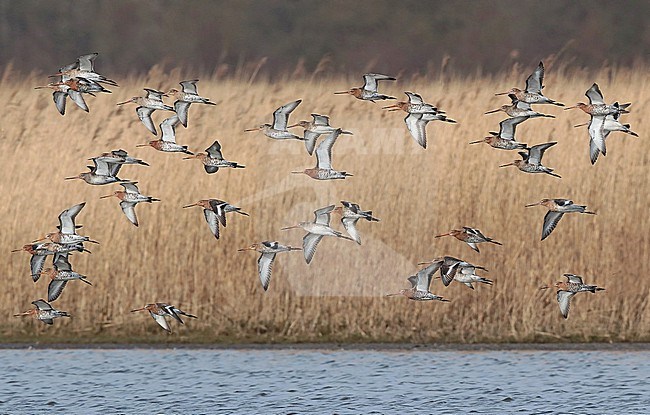 Black-tailed Godwit (Limosa limosa), group flying past a reed bed above the water, seen from the side. stock-image by Agami/Fred Visscher,