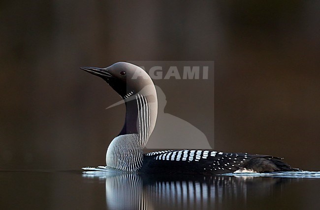 Adulte Parelduiker in zomerkleed; Adult summer Black-throated Loon stock-image by Agami/Markus Varesvuo,
