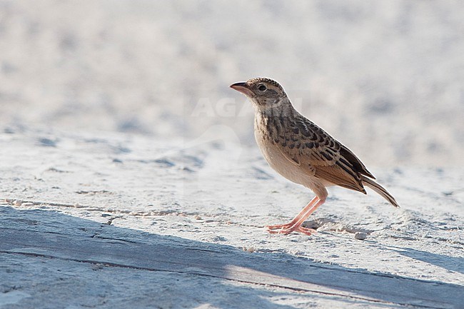 A young Singing bush lark (Mirafra javanica cantillans), standing on a concrete road at the Thumryat Waste Dump in Oman. stock-image by Agami/Jacob Garvelink,