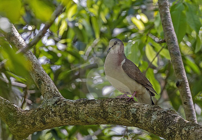Caribbean Dove (Leptotila jamaicensis) on Jaimaca. stock-image by Agami/Pete Morris,