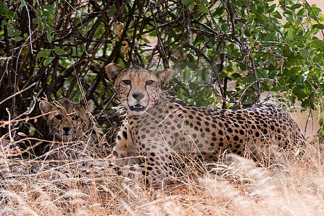 A cheetah, Acinonyx jubatus, and her cub, Samburu National Reserve, Kenya. Kenya. stock-image by Agami/Sergio Pitamitz,