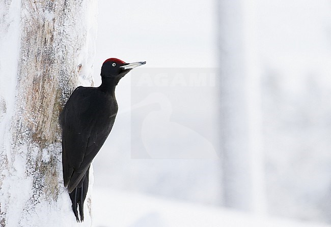 Black Woodpecker (Dryocopus martius) in taiga forest in nothern Finland. stock-image by Agami/Markus Varesvuo,