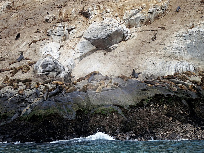 Seabid colony on a rocky island for the pacific coast of Lima, Peru. South American sea lions (Otaria flavescens) resting on the rocks just above the water line. stock-image by Agami/Marc Guyt,