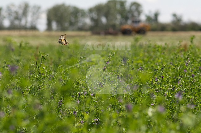 Koninginnepage vliegend boven bloemenveld, Swallowtail flying above field with flowers stock-image by Agami/Rob de Jong,