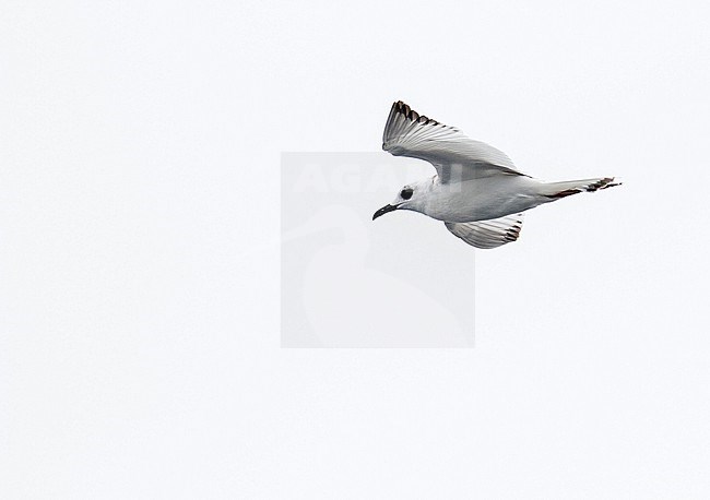 Immature Swallow-tailed gull, Creagrus furcatus, in northern Peru. At sea. stock-image by Agami/Pete Morris,