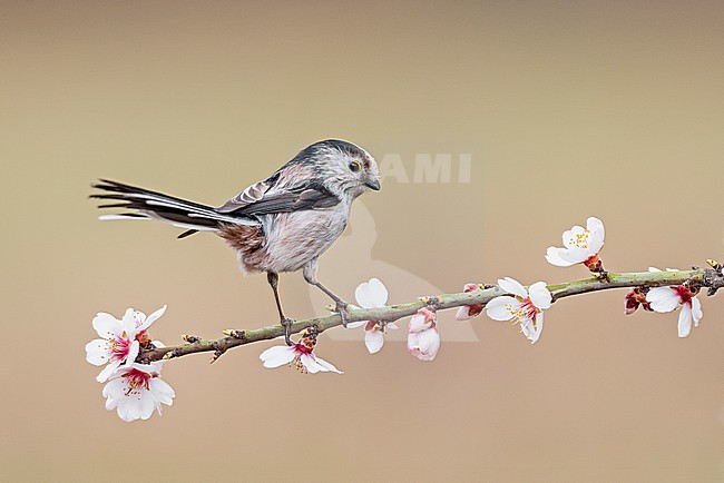 Long-tailed tit (Aegithalos caudatus) in a flowering tree during spring stock-image by Agami/Alain Ghignone,