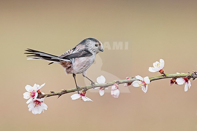 Long-tailed tit (Aegithalos caudatus) in a flowering tree during spring stock-image by Agami/Alain Ghignone,