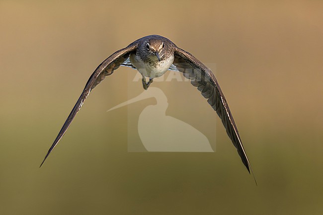 Green Sandpiper (Tringa ochropus) in Italy. stock-image by Agami/Daniele Occhiato,