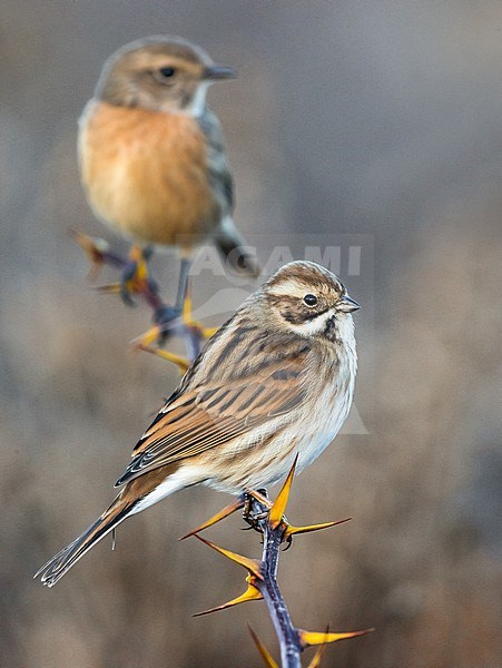 Common Reed Bunting (Emberiza schoeniclus) in Italy. With female Stonechat in the background. stock-image by Agami/Daniele Occhiato,