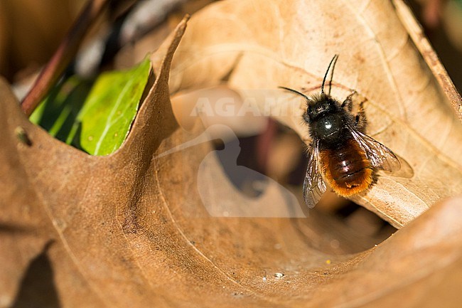 Osmia cornuta - European orchard bee - Gehörnte Mauerbiene, Germany (Baden-Württemberg), imago, male stock-image by Agami/Ralph Martin,