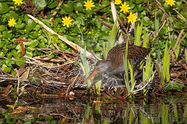 A Water Rail in early spring stock-image by Agami/Arnold Meijer,