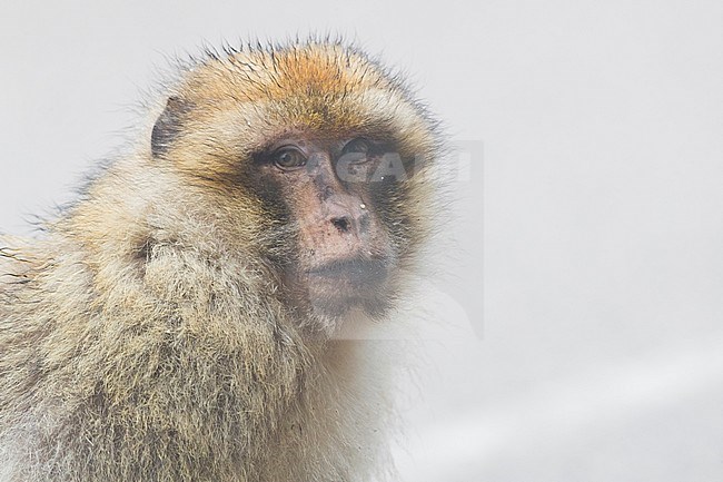 Barbary Macaque (Macaca sylvanus), portrait of individual in the fog stock-image by Agami/Saverio Gatto,