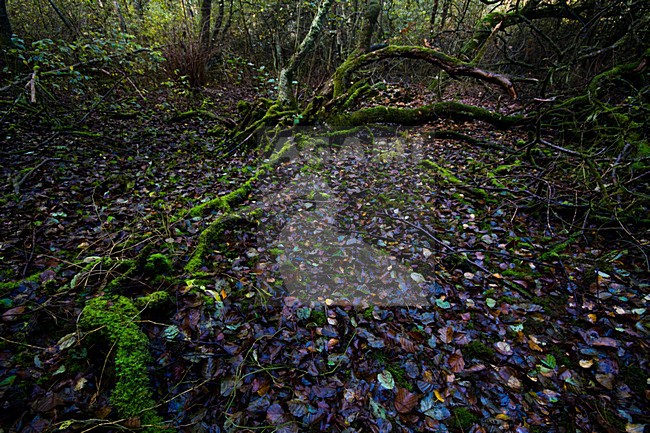 Bos Schiermonnikoog, Forest Schiemonnikoog stock-image by Agami/Menno van Duijn,