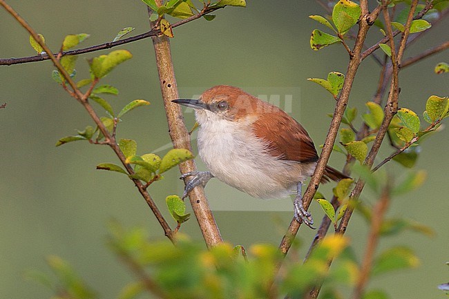 Red-and-white Spinetail at Puerto Nariño, Amazonas, Colombia stock-image by Agami/Tom Friedel,