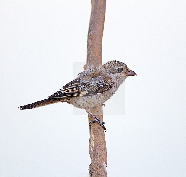 Immature Woodchat Shrike (Lanius senator) perched on an vertical branch in rural Portugal. stock-image by Agami/Harvey van Diek,