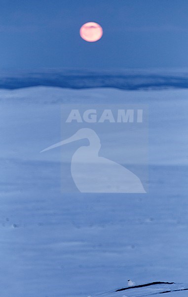 Mannetje Alpensneeuwhoen in de sneeuw, Male Rock Ptarmigan in the snow stock-image by Agami/Markus Varesvuo,